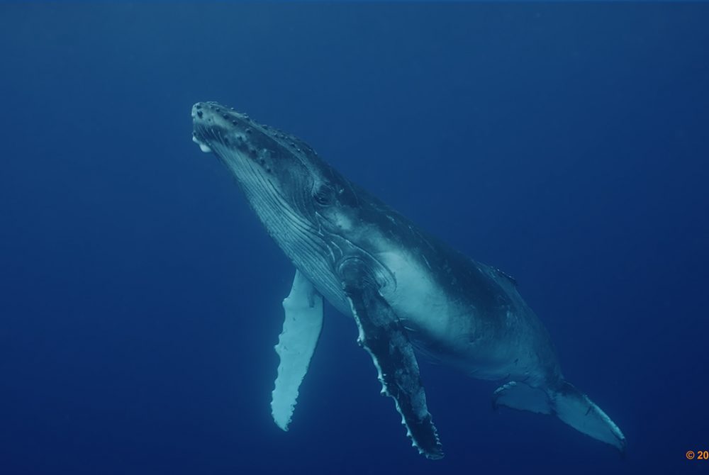 11Humpback Whales