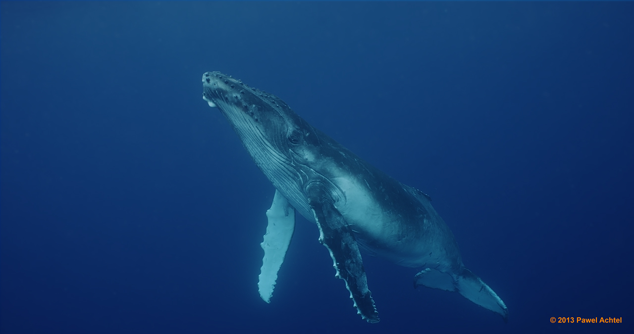 11Humpback Whales